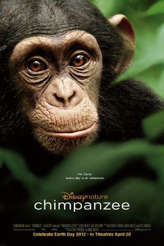 Chimpanzé