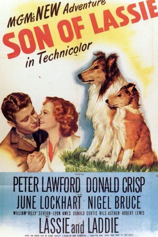 Son of Lassie