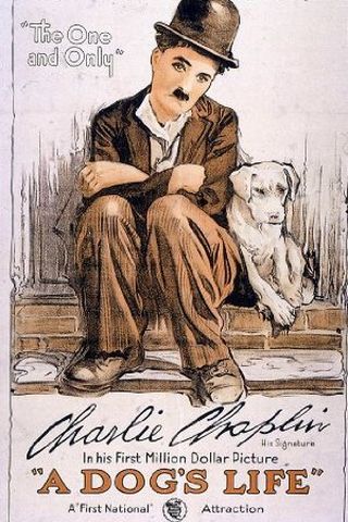Vida de Cachorro
