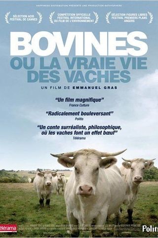 Bovines