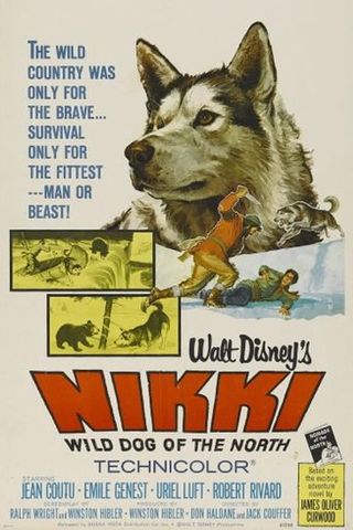 Nikki, o Cão Selvagem do Norte