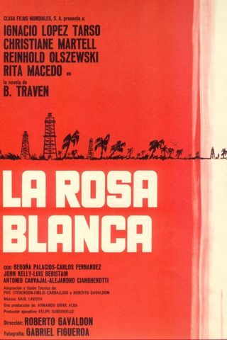 Rosa Blanca