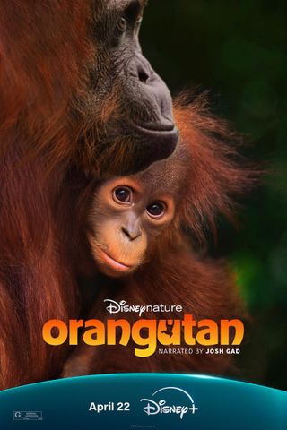 Orangotango