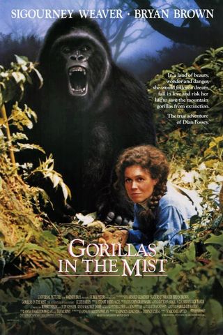 Gorillas in the Mist