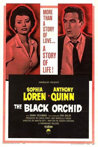 The Black Orchid